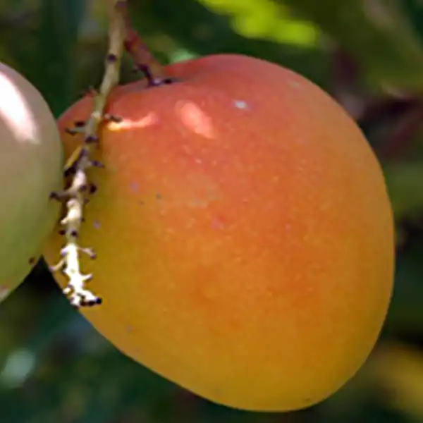 বারি ৪ আম 